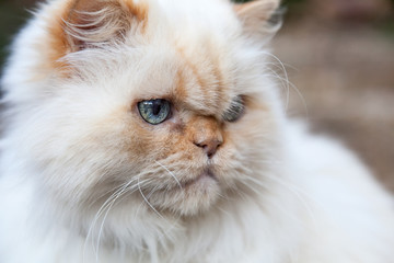 Fototapeta na wymiar Himalayan cat close up of face. White with flame points