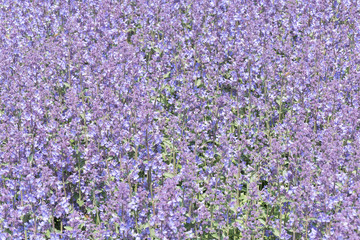 Fototapeta premium Nepeta cataria.