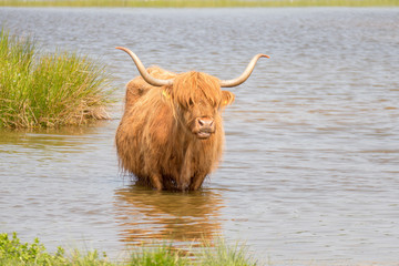 Scottish highlander.