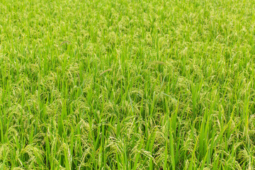 Green rice field.