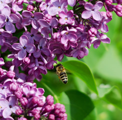 Bee feeding on lilac flowers