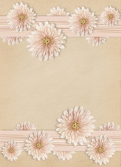 Aster flowers on pink background