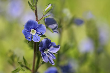 Beauty of wild flowers