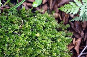 Moss in the forest