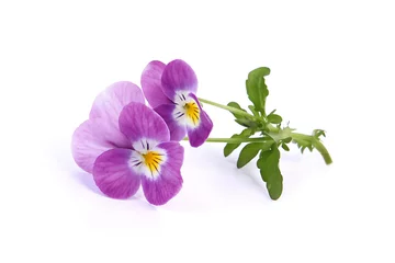 Photo sur Plexiglas Pansies Fleurs de Viola cornuta
