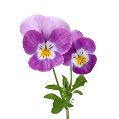 Stickers muraux Pansies Fleurs de Viola cornuta