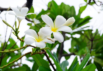 white and yellow plumeria frangipani flowers with leaves