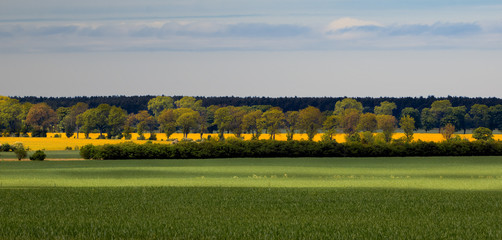 Rzepakowa Pora  © Wojciech Lisiński