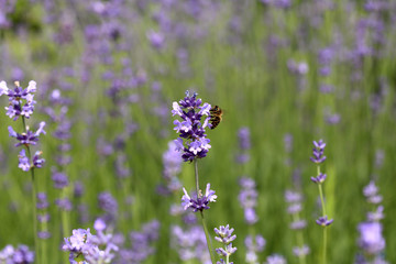 Lavande