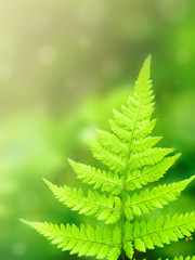 Sunlight through a branch of a fern against green vegetation