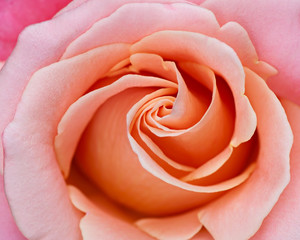 Abstract background of a rose, rose flower.