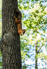 redhead squirrel is sitting head down on a tree eat a nut holding the its by forepaws on the background of greenery