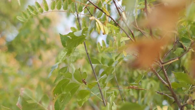 Leaves moving blurred background