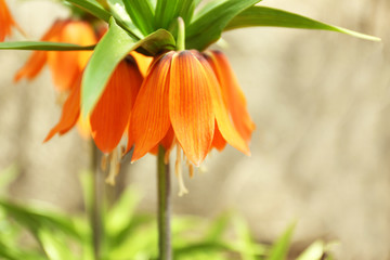 Royal Crown flowers on meadow