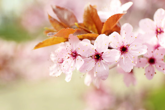 Blooming tree branches in spring, closeup