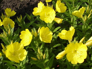 Four-leaf suncups (evening primrose) yellow flowers