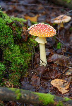 Amanita muscaria. Red poisonous mushrooms