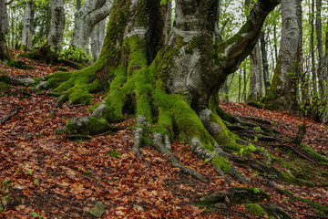 Tree roots with moss