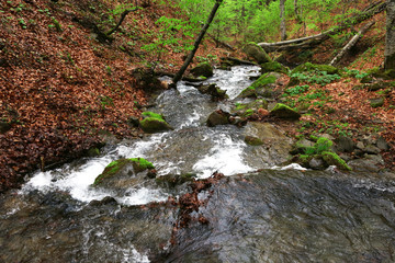 Small river in forest