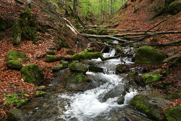 Naklejka na ściany i meble Small river in forest