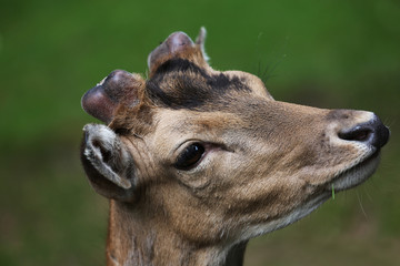 Damhirsch im Bast