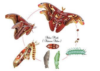 Life cycle of atlas moth
