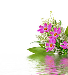 Cosmos flowers isolated on white background.