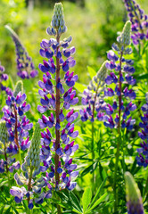 Lupine blooming on a background of green lawn