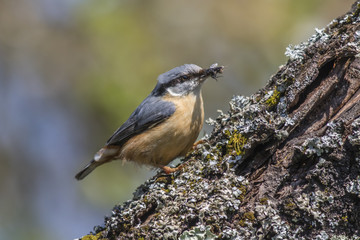 Kleiber (Sitta europaea)