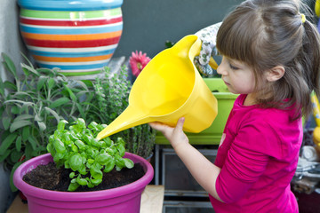 Young girl watering basil plant smiling