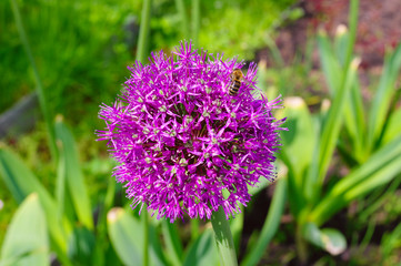 Bee on the flower of Elephant Garlic sort