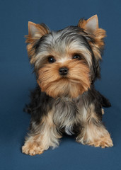 Puppy on textile background