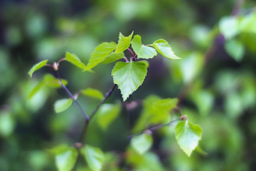 Fototapeta na wymiar Zielona gałązka z liśćmi