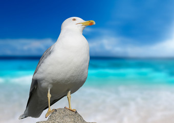 seagull closeup