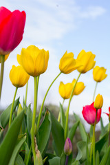 Obraz premium tulips garden with blue sky