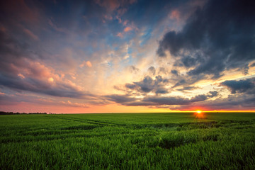 Fototapeta na wymiar Green wheat field, sunset shot