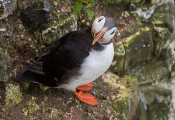 Cute Puffin