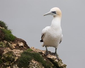 Fototapeta premium Northern Gannet (Morus bassanus) Sitting on Rock