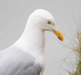 Herring Gull Portrait