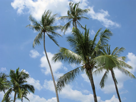 Tropical climate. High palm trees on wind on background blue sky with clouds.