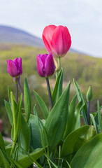 red tulips growing in garden