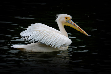 pélican oiseau bec poisson aile plume blanc long gros étang