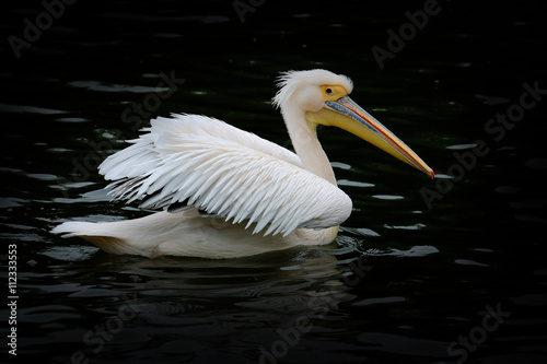 Pélican Oiseau Bec Poisson Aile Plume Blanc Long Gros étang