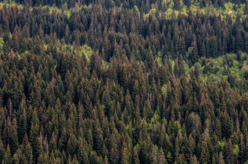 Texture of coniferous forest.