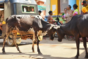 Foto auf Alu-Dibond GOKARNA KARNATAKA INDIA - JANUARY 29 2016: Two bulls butting each other in the street  in Gokarna city © vi_blackberry