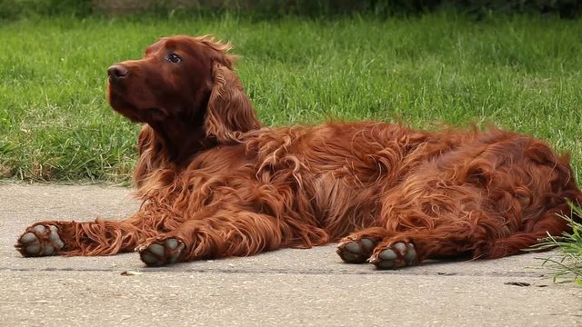 Cute Irish Setter dog relaxing and looking