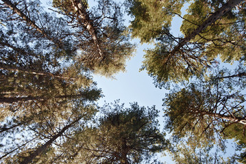 View looking up to sky through Corsican black pine