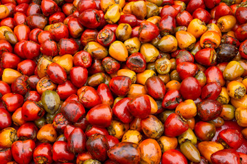  chotaduro, pupunha, pijuayo, pixbae, cachipay, pejibaye, tembe es una planta de la familia de las arecáceas.