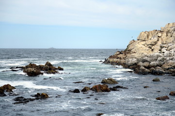 Fototapeta na wymiar A rookery of southern sea lions in Vina del Mar.