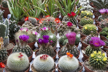 Blooming cactus close-up